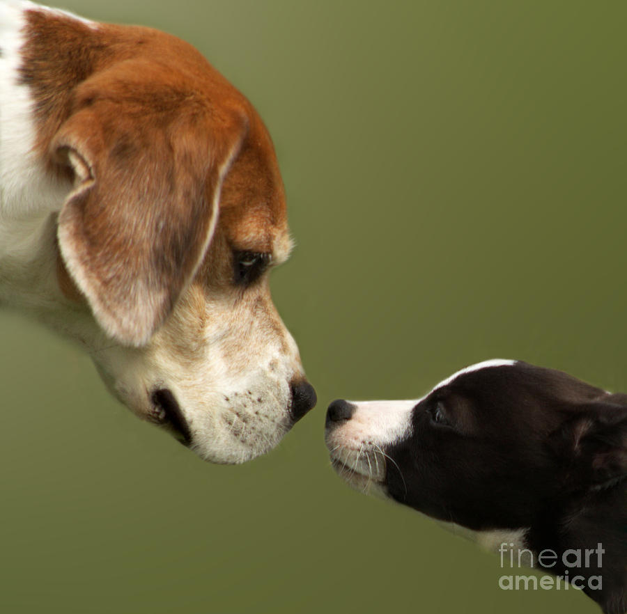 Nose To Nose Dogs 2 Photograph