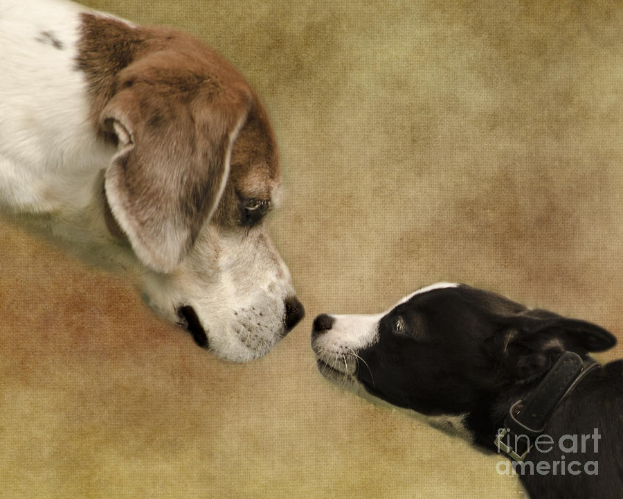 Dog Photograph - Nose To Nose Dogs by Linsey Williams