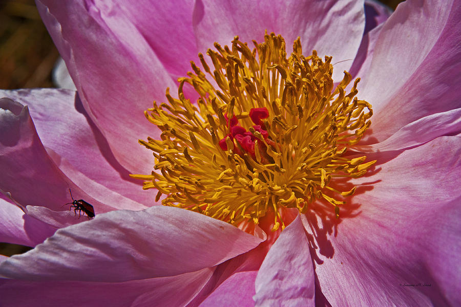 Summer Photograph - Nosegay Peony by Suzanne Stout