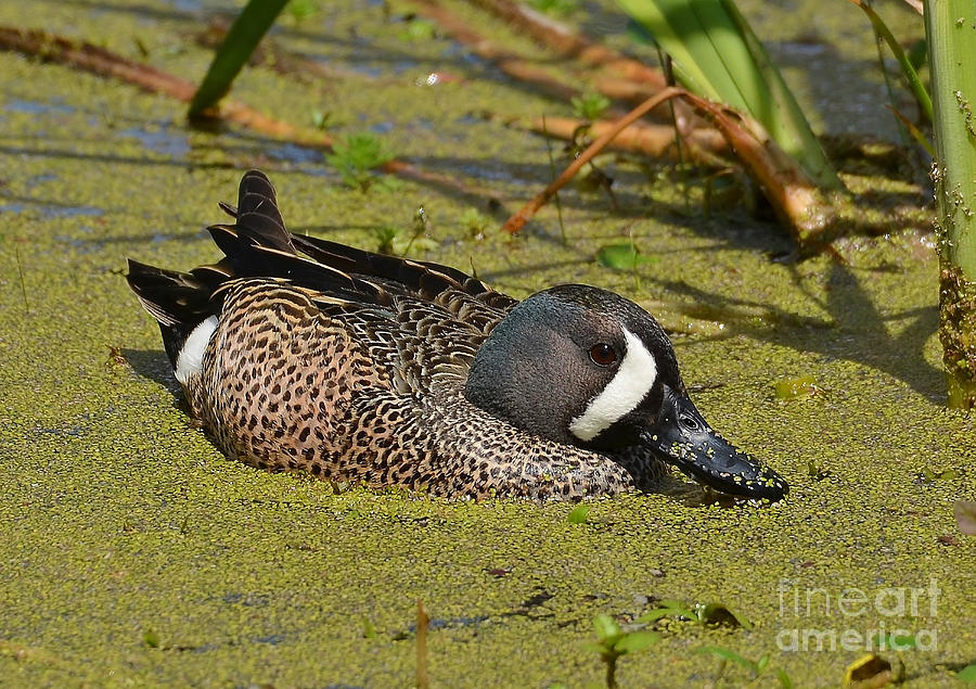Nosey Blue Winged Teal Photograph by Kathy Baccari