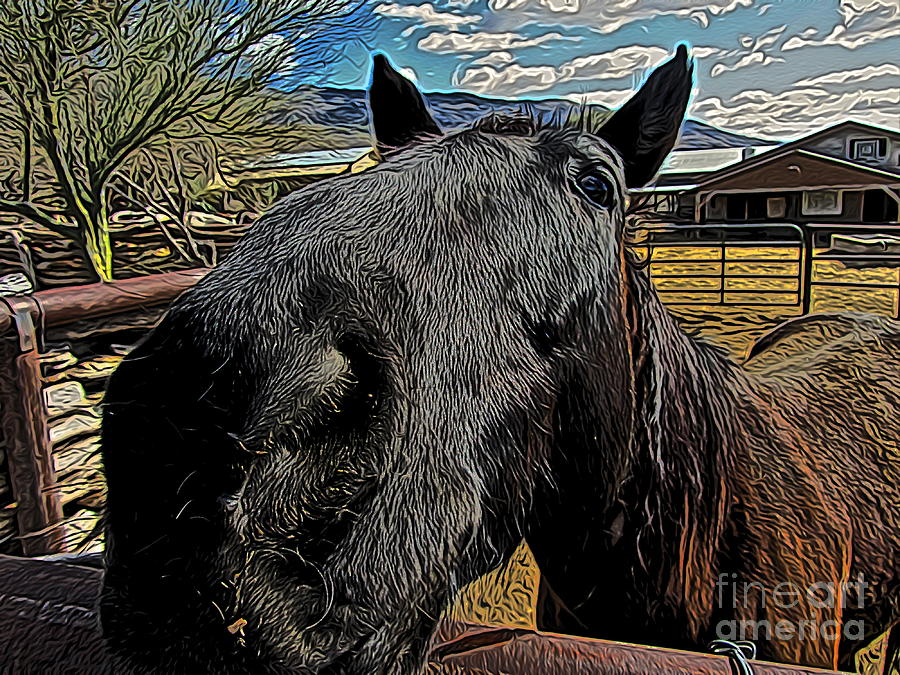 Horse Digital Art - Nosey I by Jen  Brooks Art