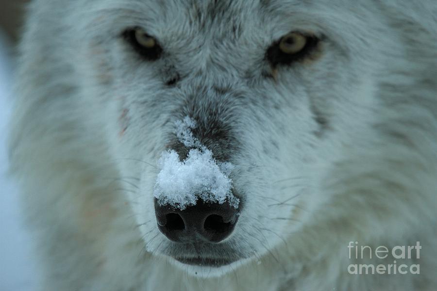 Nosey Wolf Photograph by Adam Jewell