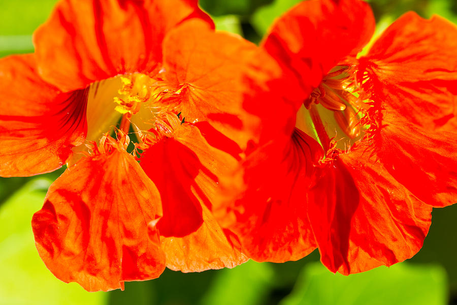 Nosturtiums - Orange - Flowers Photograph by Marie Jamieson