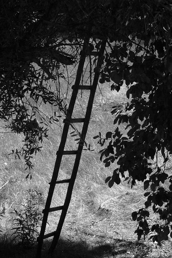 Not A Corporate Ladder Photograph by Kandy Hurley