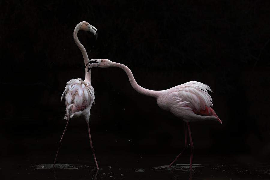 Flamingo Photograph - Not All Is Rosy by Martine Benezech