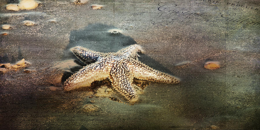 Not All Stars Belong to the Sky Photograph by Evie Carrier