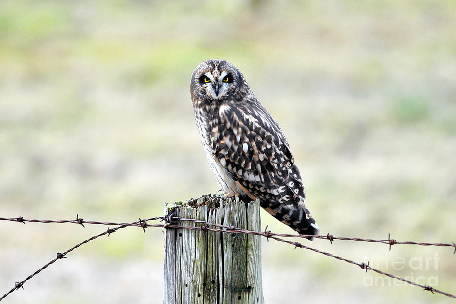 Owl Photograph - Not Impressed by Sharon Talson