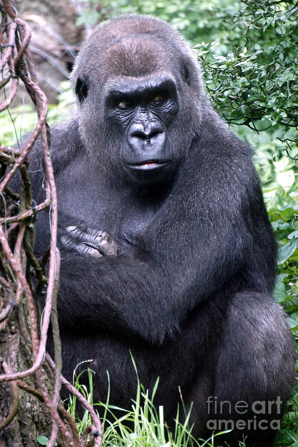 Gorilla Photograph - Not liking this one bit by Lilliana Mendez