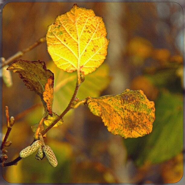 Fall Photograph - Not Many leaves Will Be Left by Linandara Linandara