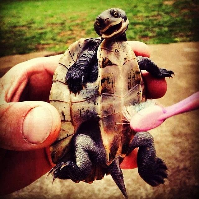 Turtle Photograph - Not My Photo But Had To Share! by Kevin Green
