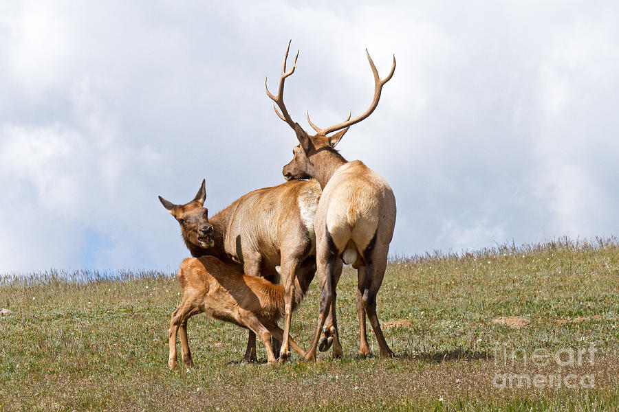 Not Now Juniors Hungry Wapiti Elk Rocky Mountain National Park Photograph by Fred Stearns