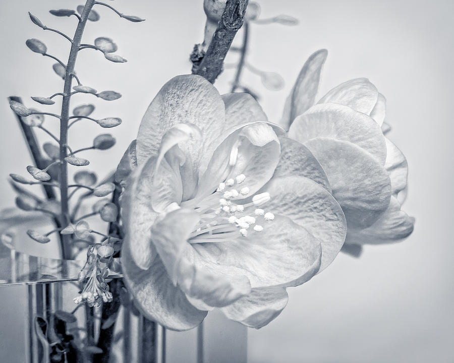 Flower Photograph - Not Quite Black and White by Len Romanick
