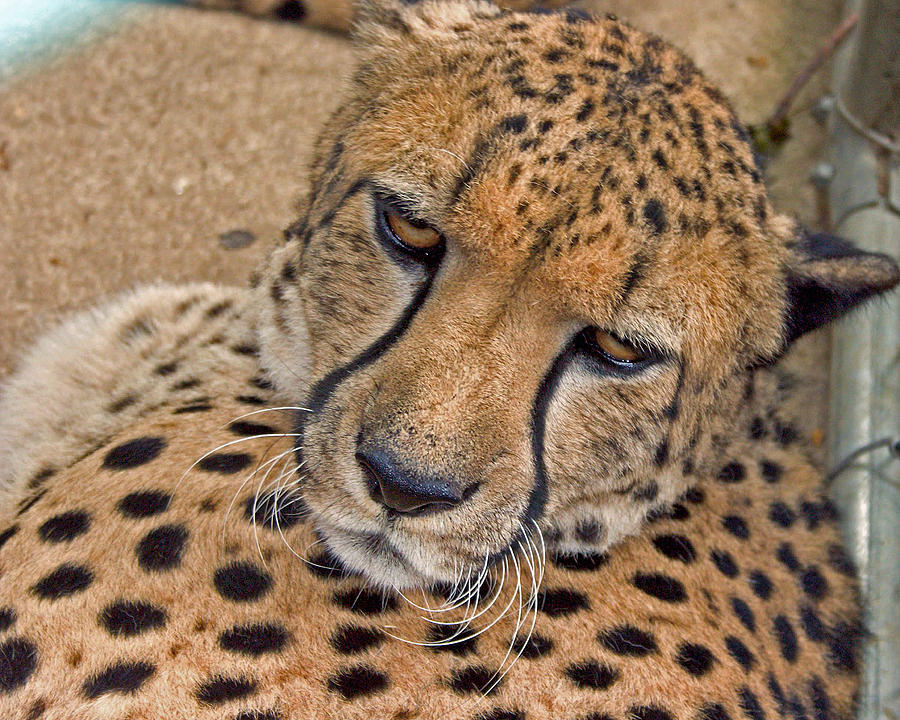 Cheetah Photograph - Not So Fast by David Rucker