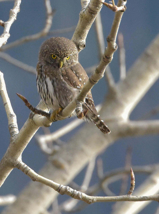 Northern Pygmy Owl Photograph by Joy McAdams