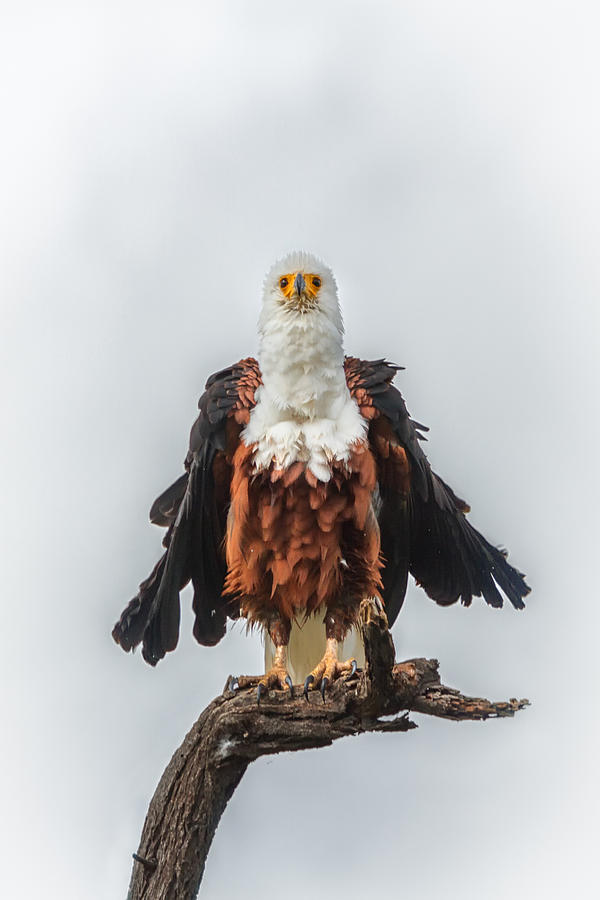 Not So Majestic Eagle Photograph by Sylvia J Zarco