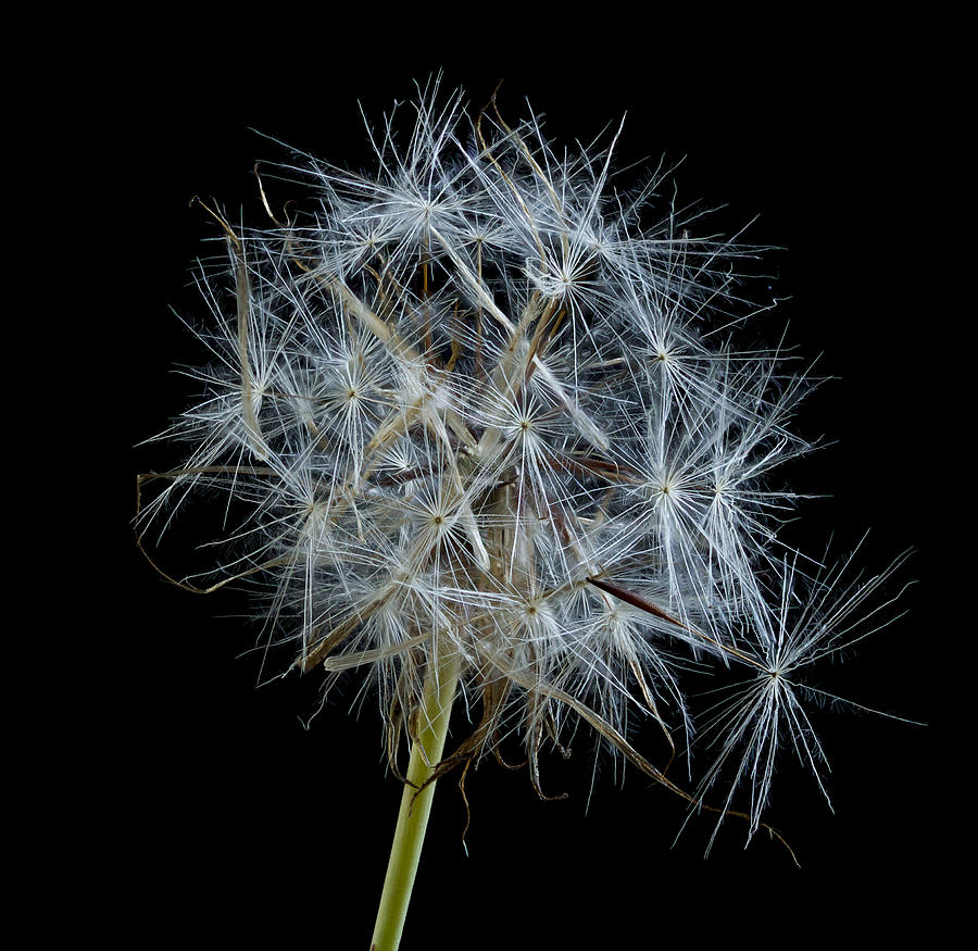 Not so Perfect Dandelion Photograph by Jean Noren