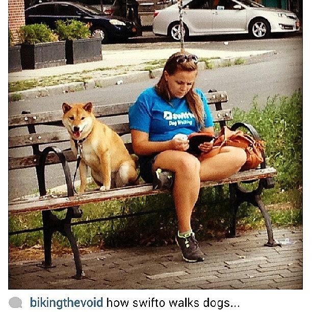 Not-so-swift Dog Walking #swifto Photograph by Amanda S