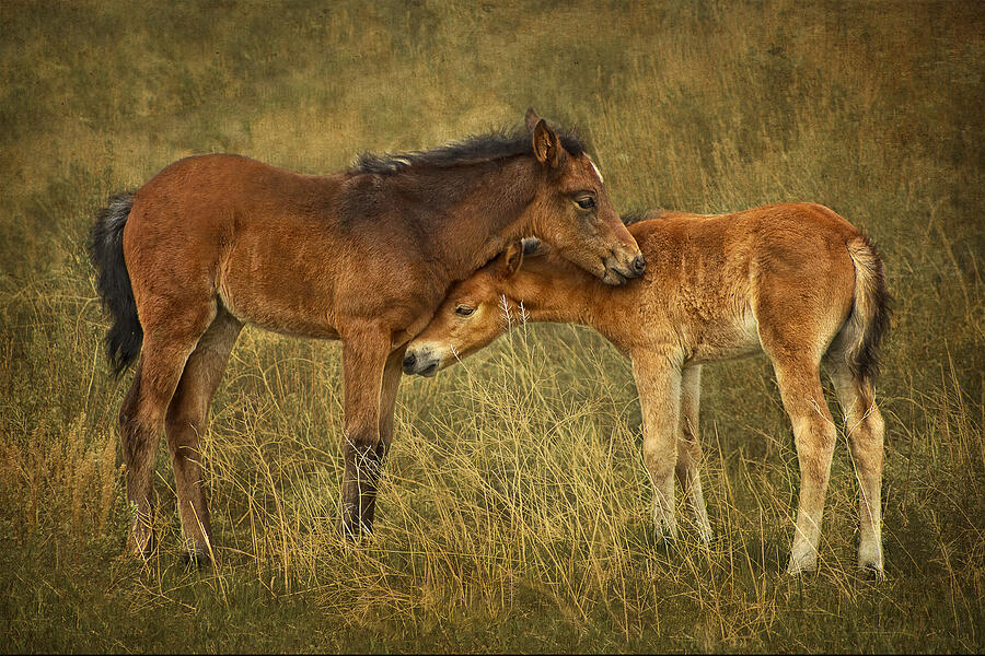 Not So Wild Wild Horses Photograph by Priscilla Burgers