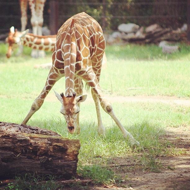 Giraffe Photograph - Not Sure If I Already Posted This One by Jesse Vargas