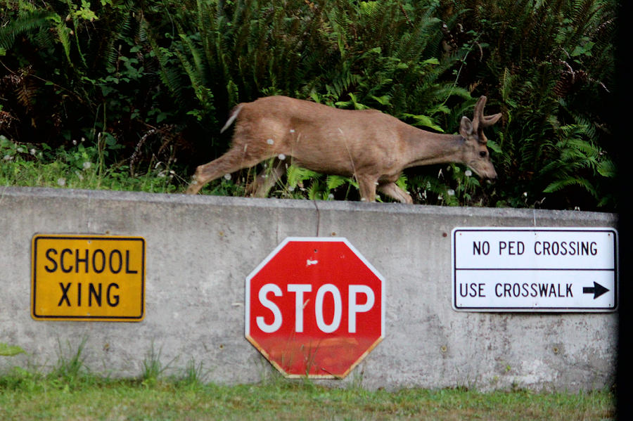Mammal Photograph - Not the crosswalk again by Kym Backland