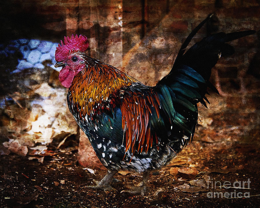 Not the Old Red Rooster Photograph by Lee Craig