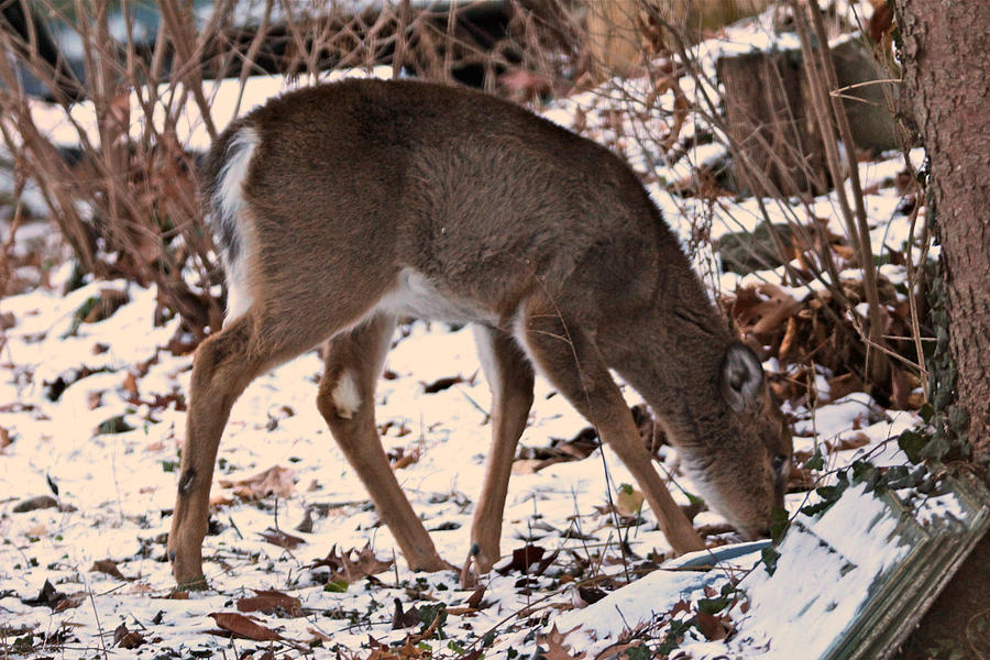 Deer Photograph - Not Yet A Yearling by Carol Senske