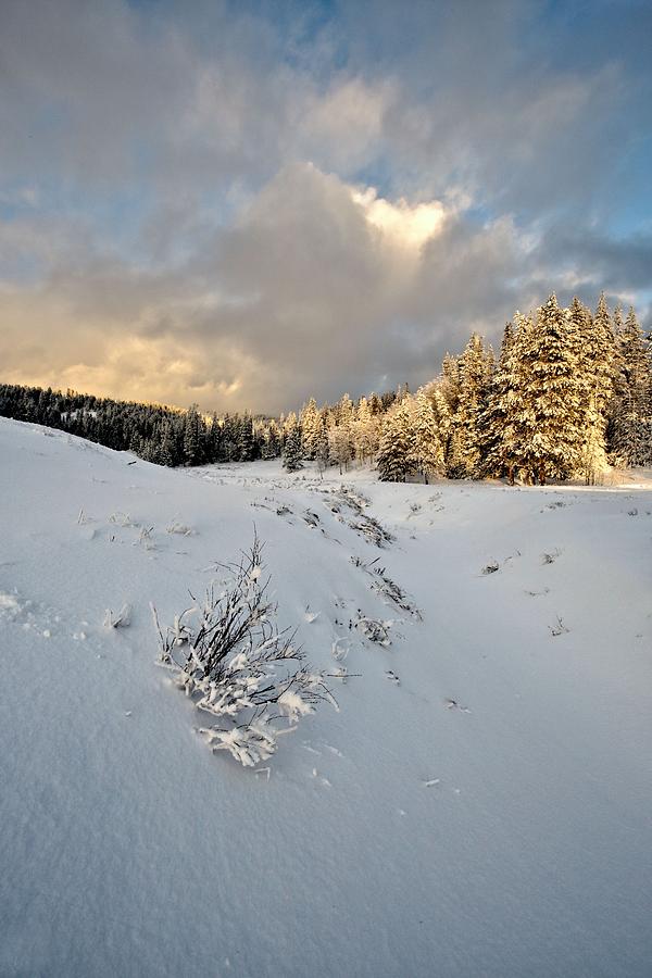 Not Yet Under Winter Photograph by David Andersen