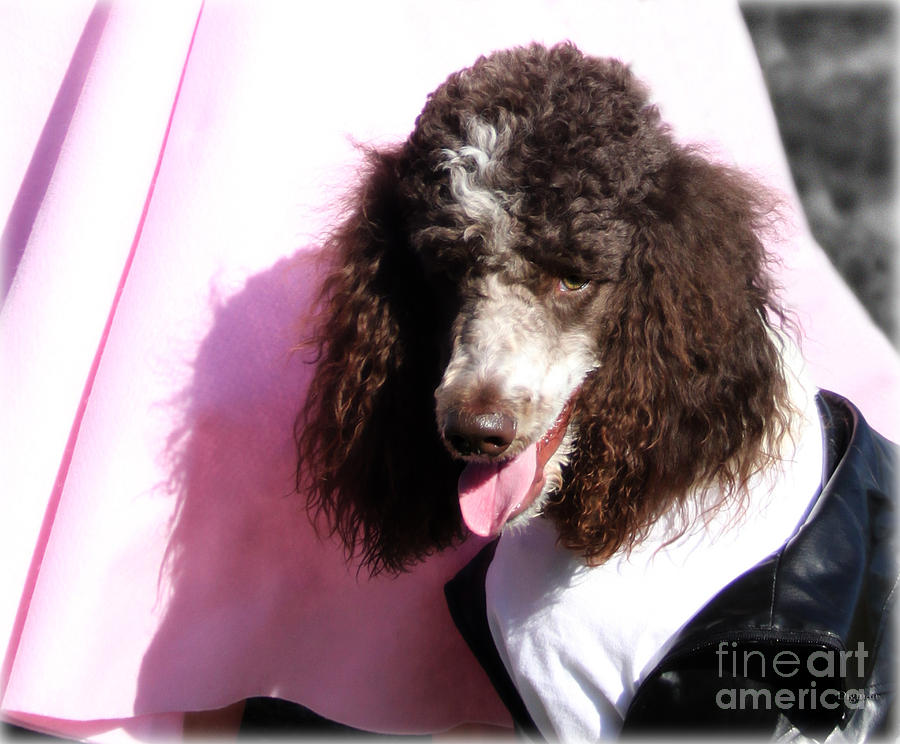Dog Photograph - Not Your Standard Poodle by Steven Digman Dog Photograph - Not Your Standard Poodle by Steven Digman