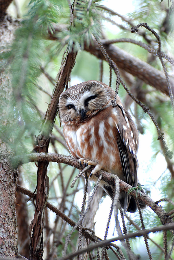 Northern Saw-Whet Owl 2 Photograph by Tracy Winter