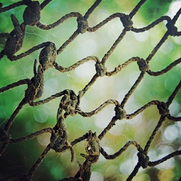 Green Photograph - Nothin But Net...and Bokeh by Suzanne Clark