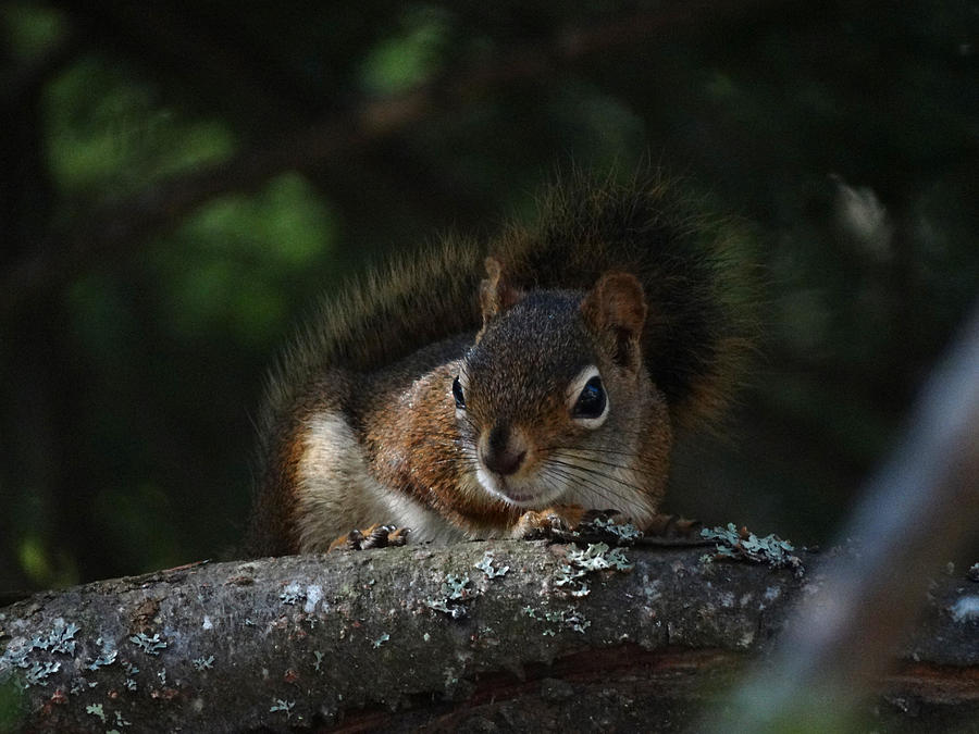 Squirrel Photograph - Nothin but Trouble by Mary Vinagro
