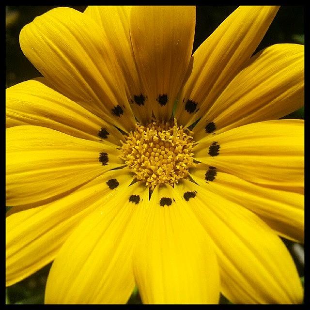 Nature Photograph - Nothing Like A Bright Yellow Flower To by Kevin Previtali