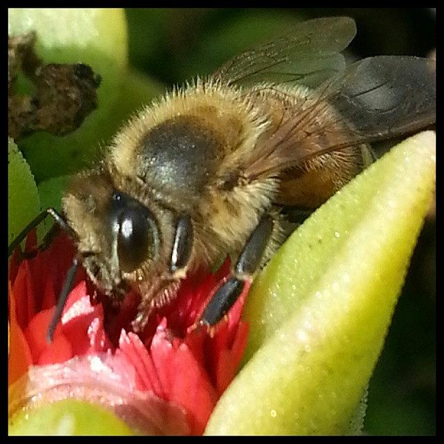 Nature Photograph - Nothing Like A Midday Snack... #bee by Kevin Previtali
