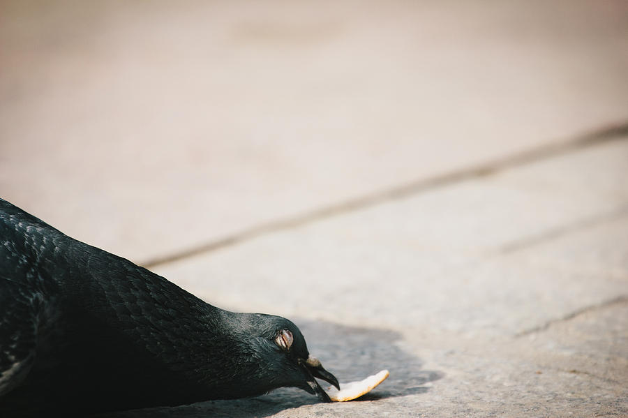Pigeon Photograph - Nothing Like A Peace Of Bread by Pati Photography