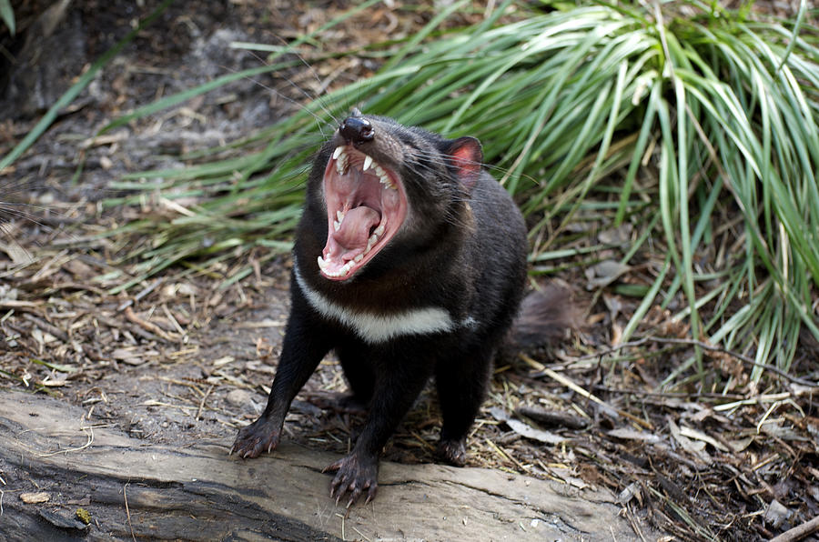 Nothing Wrong With Devils Teeth Photograph by Graham Palmer