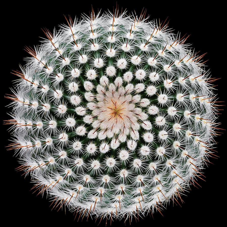 Abstract Photograph - Notocactus Scopa by Victor Mozqueda