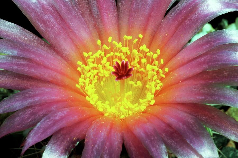 Notocactus Uebelmanianus Photograph by Brian Gadsby/science Photo Library