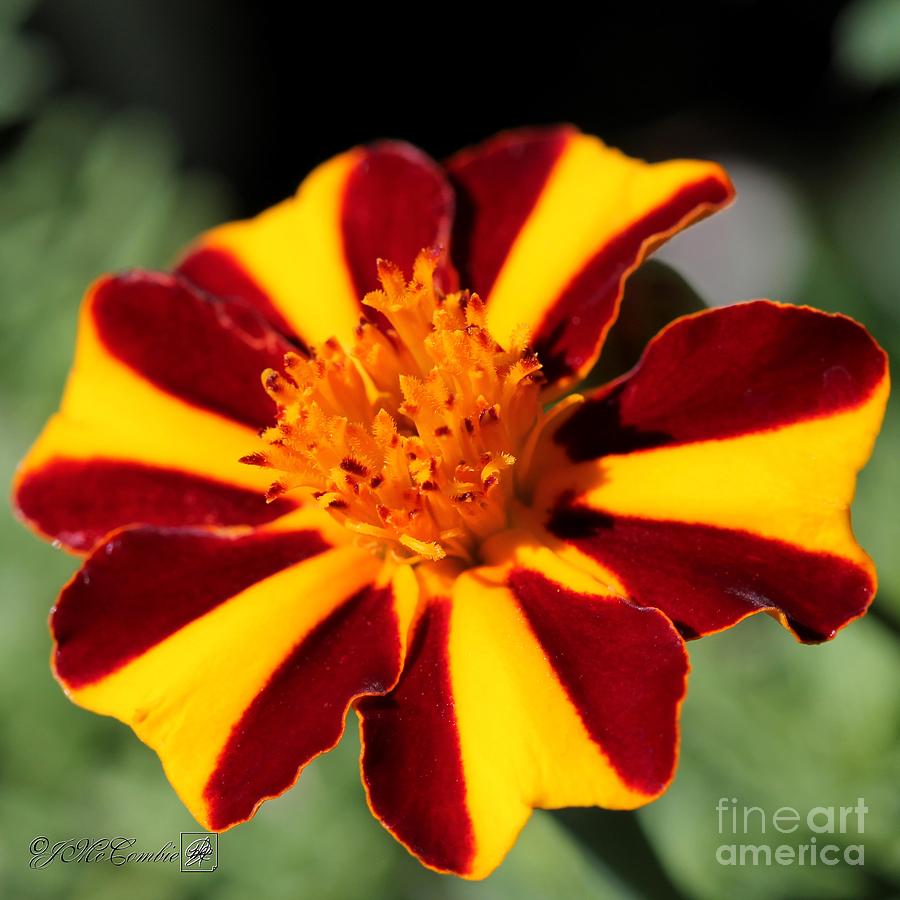 Novelty French Marigold named Mr. Majestic Photograph by J McCombie