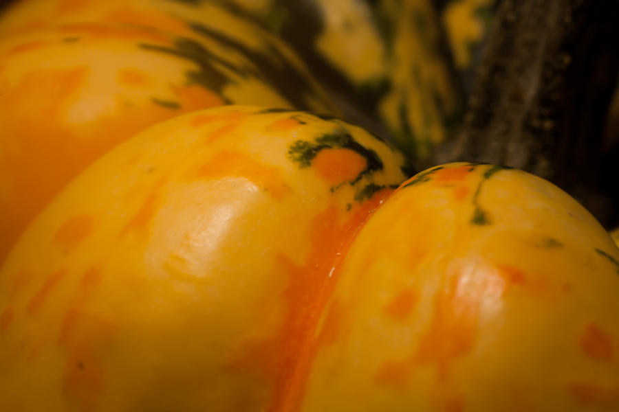 Fall Photograph - November 17 -- Speckled Squash by Jessica Lowell