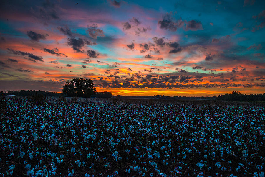 November Cotton  Photograph by John Harding