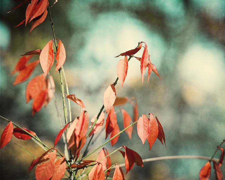 Nature Photograph - November Day by Carolyn Cochrane