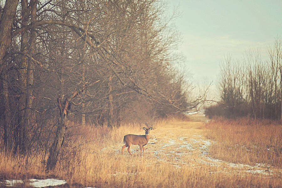 November Deer Photograph by Carrie Ann Grippo-Pike