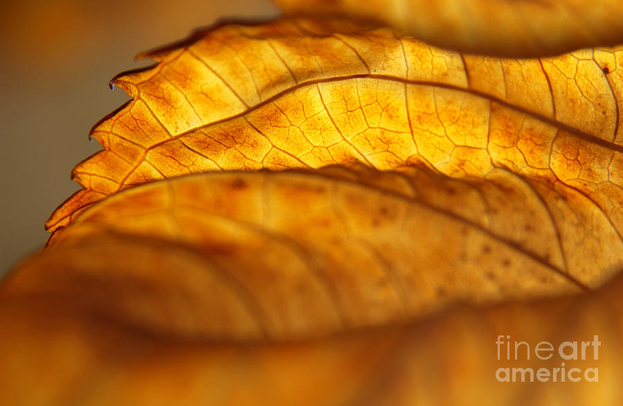 Fall Photograph - November Edge of Backlit Hydrangea Leaf by Anna Lisa Yoder
