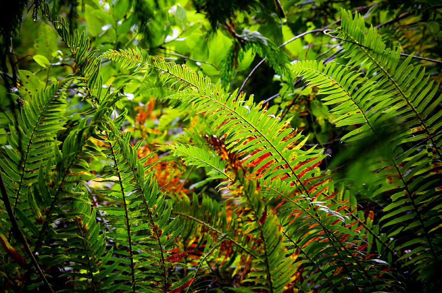 November Ferns Photograph by Adria Trail