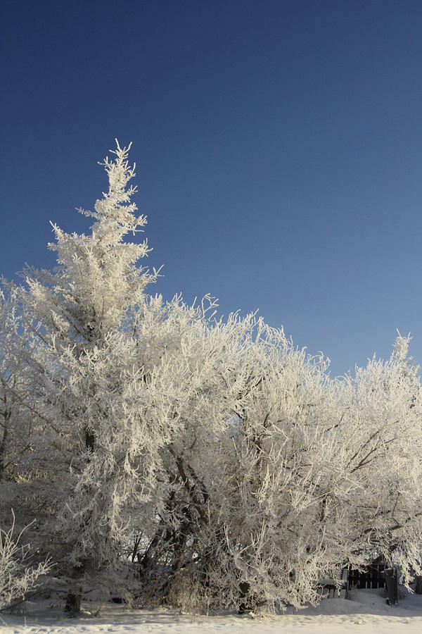 November Frost Photograph by Ellery Russell