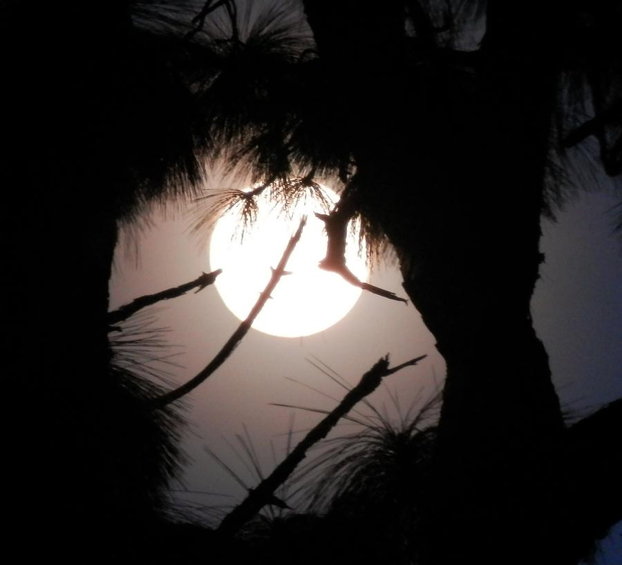  November Full Moon Photograph by Belinda Lee