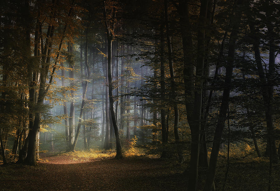 Fall Photograph - November Morning by Norbert Maier