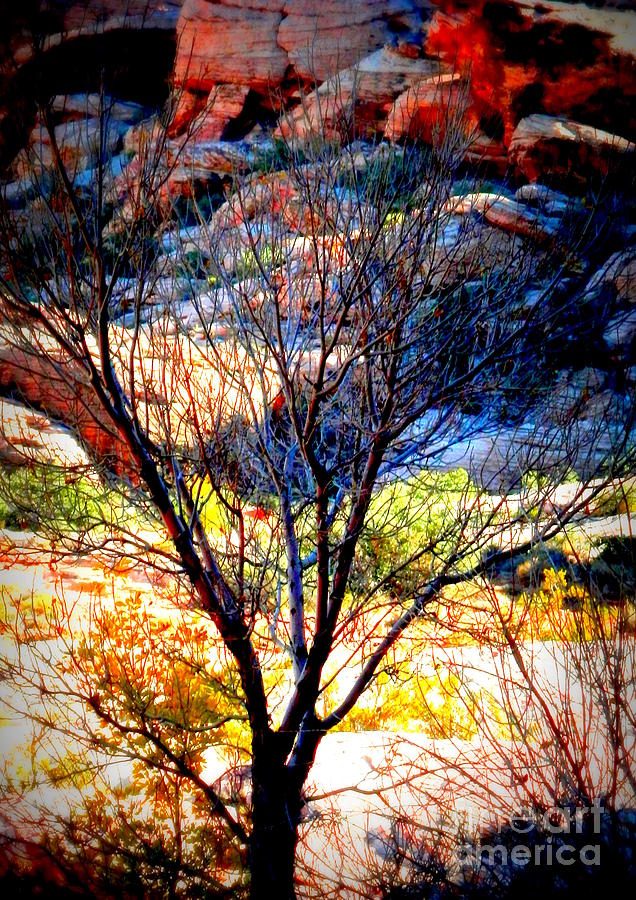 November mountain tree Photograph by Barbara Leigh Art