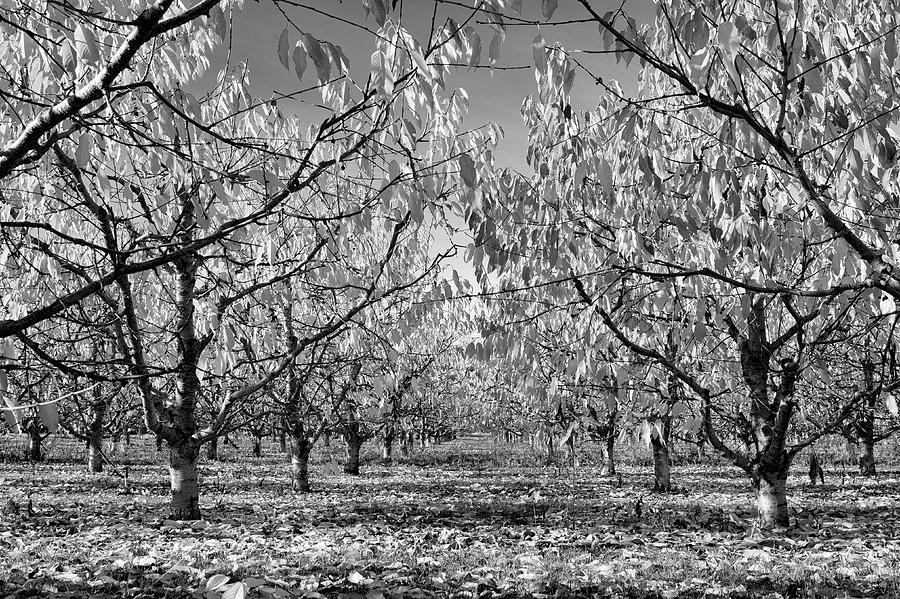 November Orchard Monotone Photograph by Allan Van Gasbeck