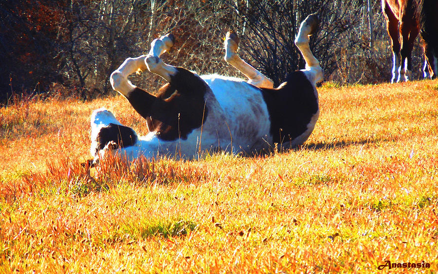 November Pasture Bliss Photograph by Anastasia Savage Ealy